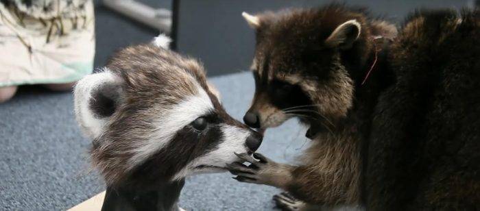 guardiansofthegalaxy oreo raccoon