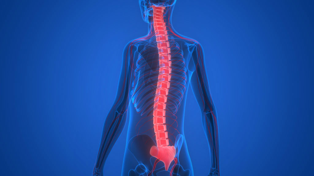 Human Spinal Cord