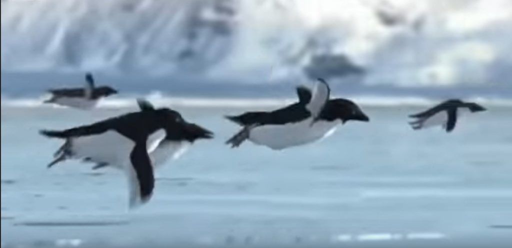 Il documentario della BBC del 2008 in cui viene "dimostrato" che i pinguini sanno volare