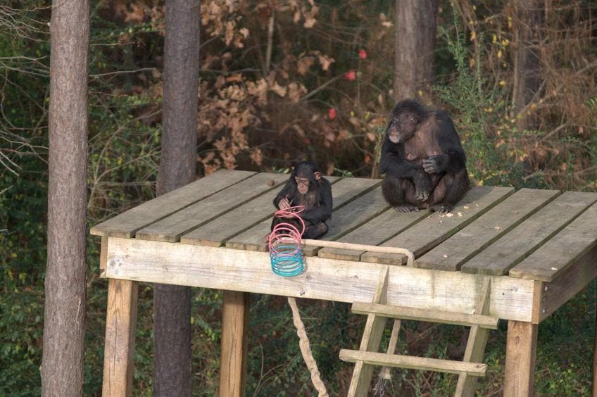 Vita da Scimpanzè