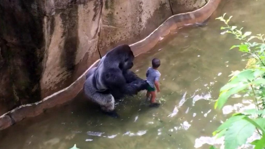 Harambe e il Bambino