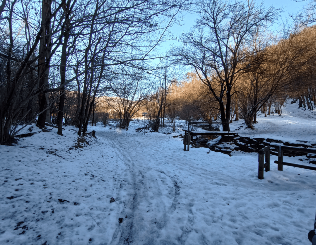 Neve bosco