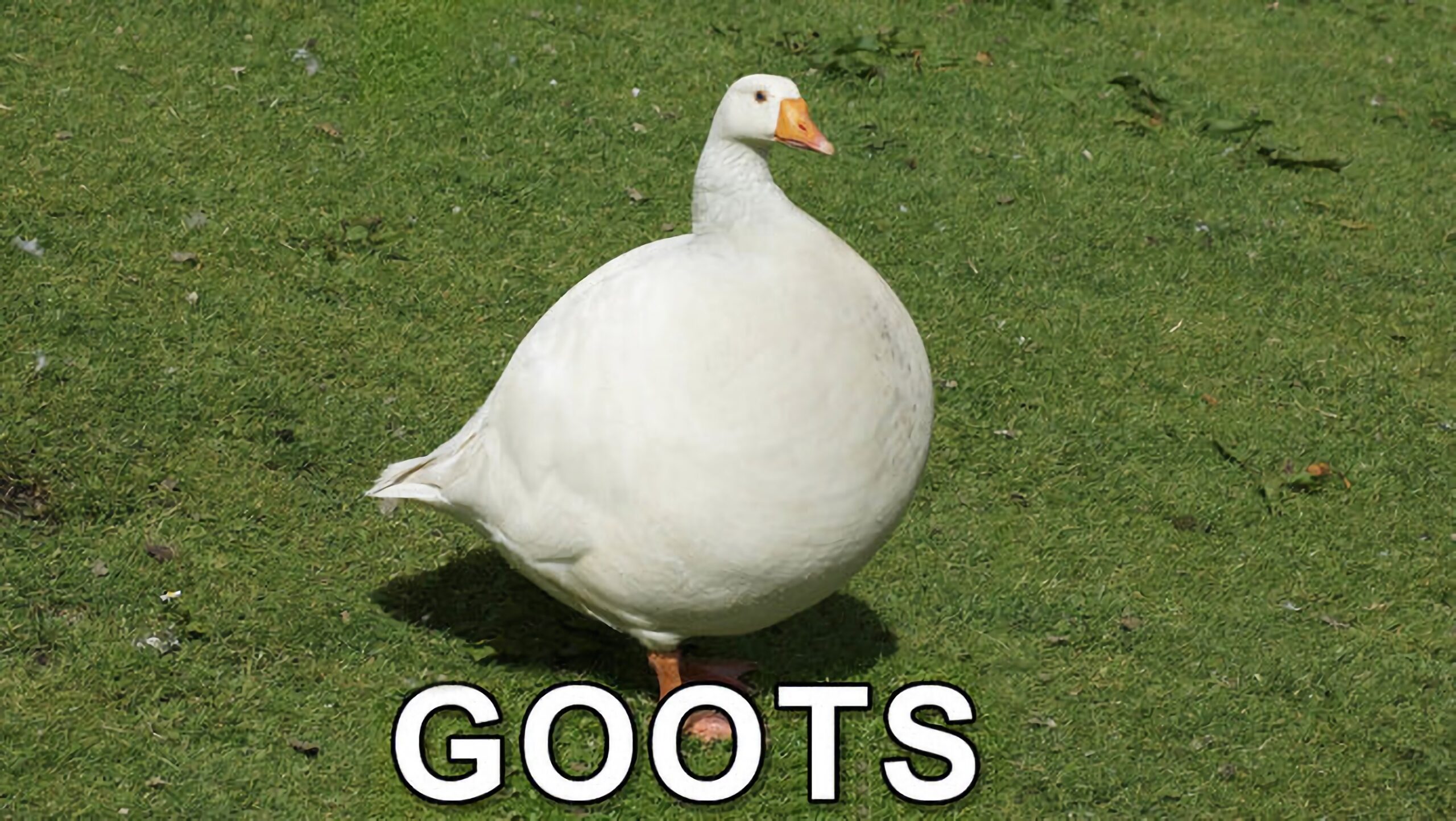 goots meme