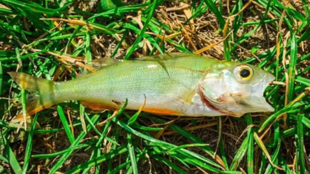 Dimensione pesci caduti in texas