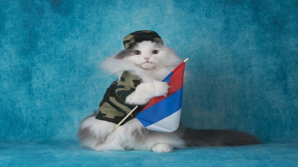 russia ucraina gatti