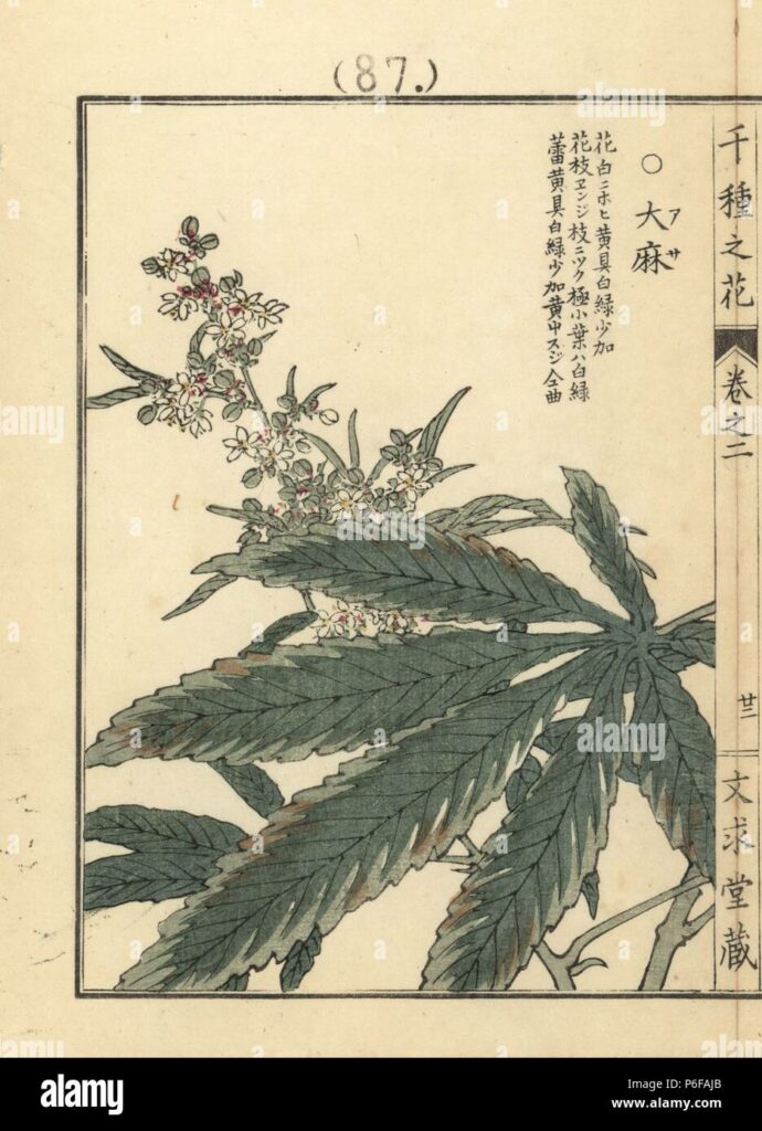asa or cannabis cannabis sativa handcoloured woodblock print by kono bairei from senshu no hana one thousand varieties of flowers bunkyudo kyoto 1900 P6FAJB
