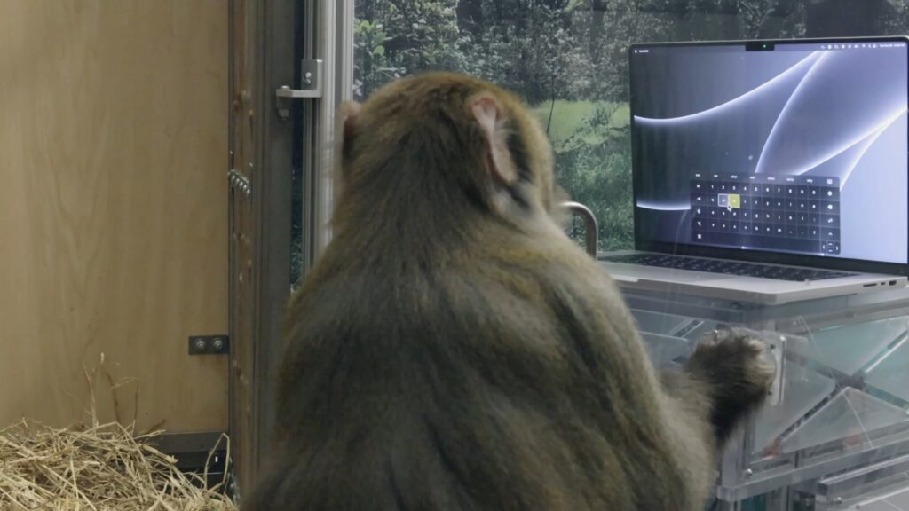 Elon Musk: il suo Neuralink fa scrivere una scimmia con una tastiera col solo pensiero