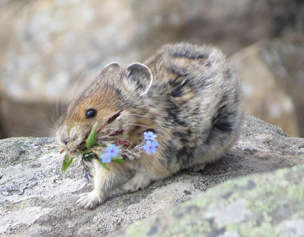 Pika Americano cammina tra le rocce con dei fiori in bocca