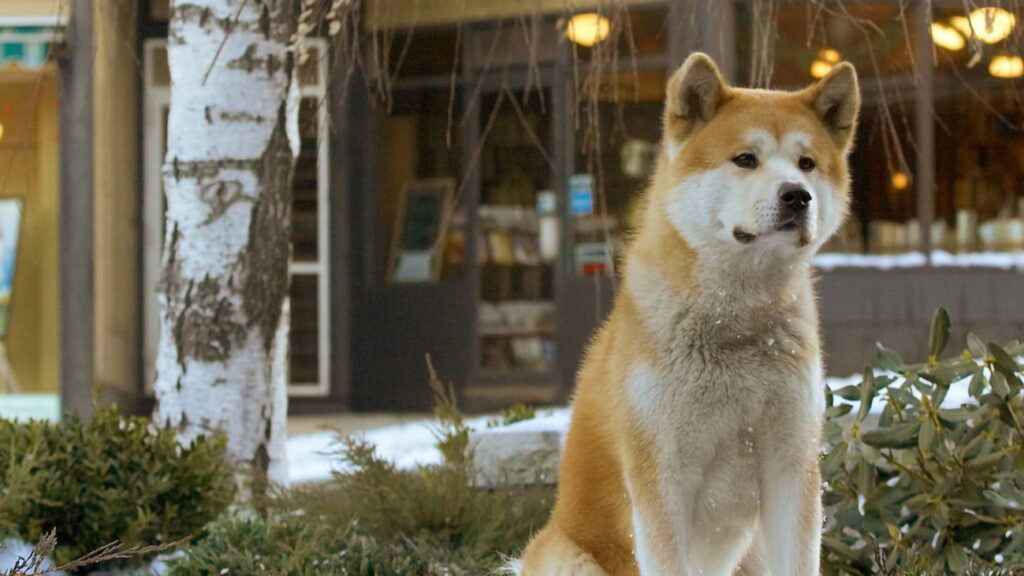 hachiko