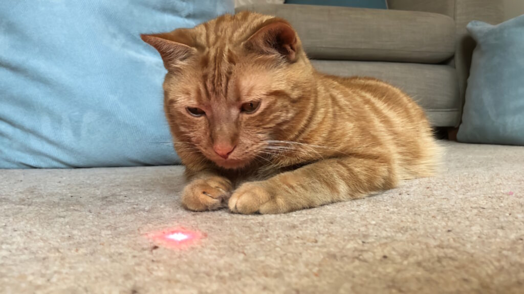 Gatto che fissa un laser