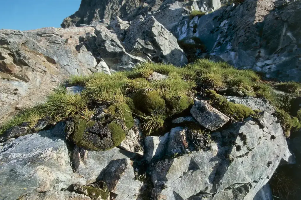 Flowers are blooming in Antarctica