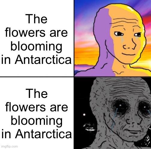 Flowers are blooming in Antarctica
