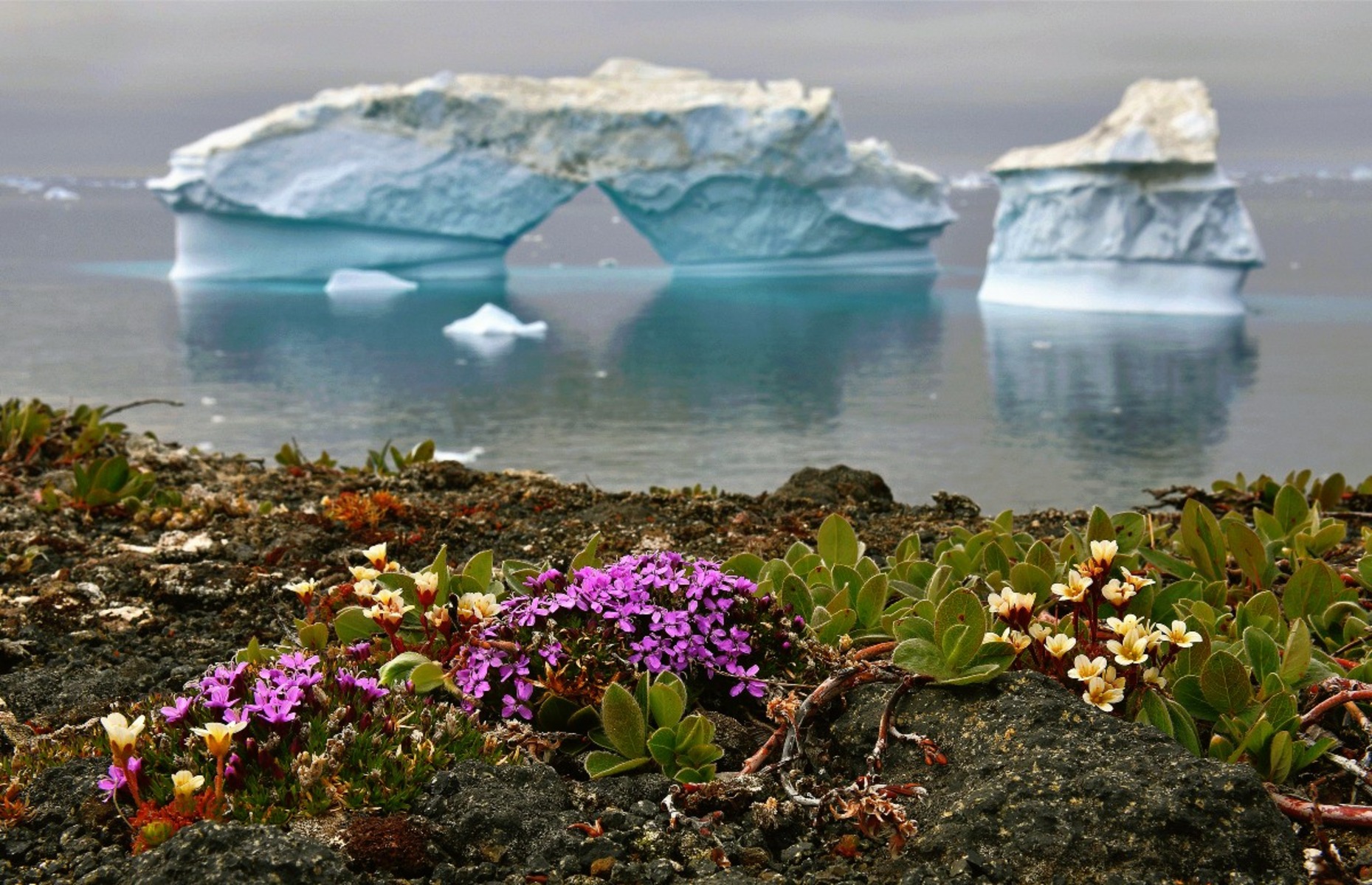Flowers are blooming in Antarctica