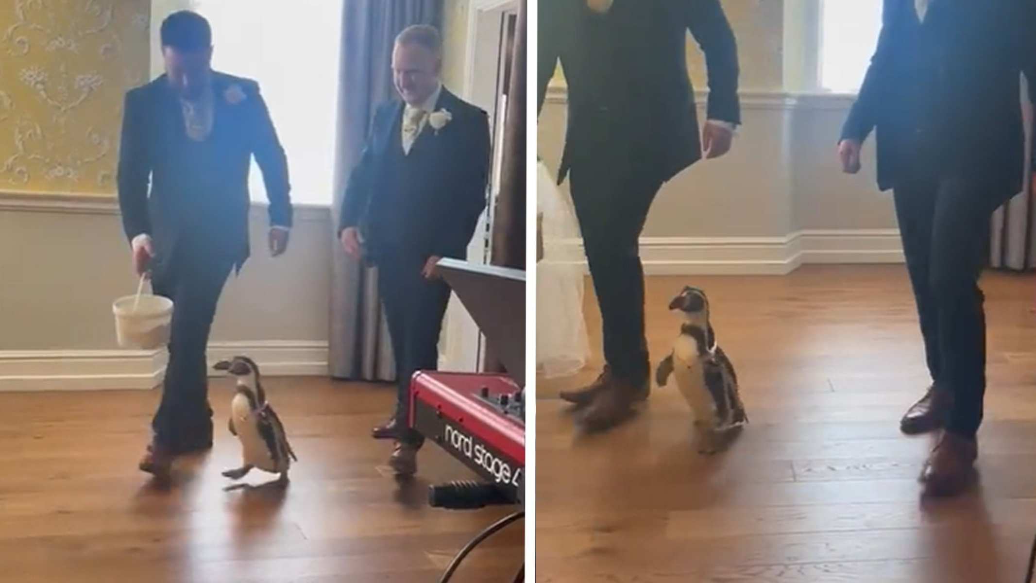 pinguino