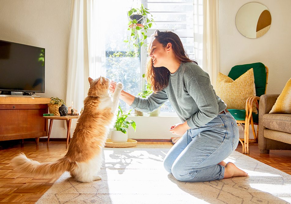 Quando i gatti parlano (e l'AI risponde): la sfida della traduzione felina secondo Baidu 2 gatti e Ai