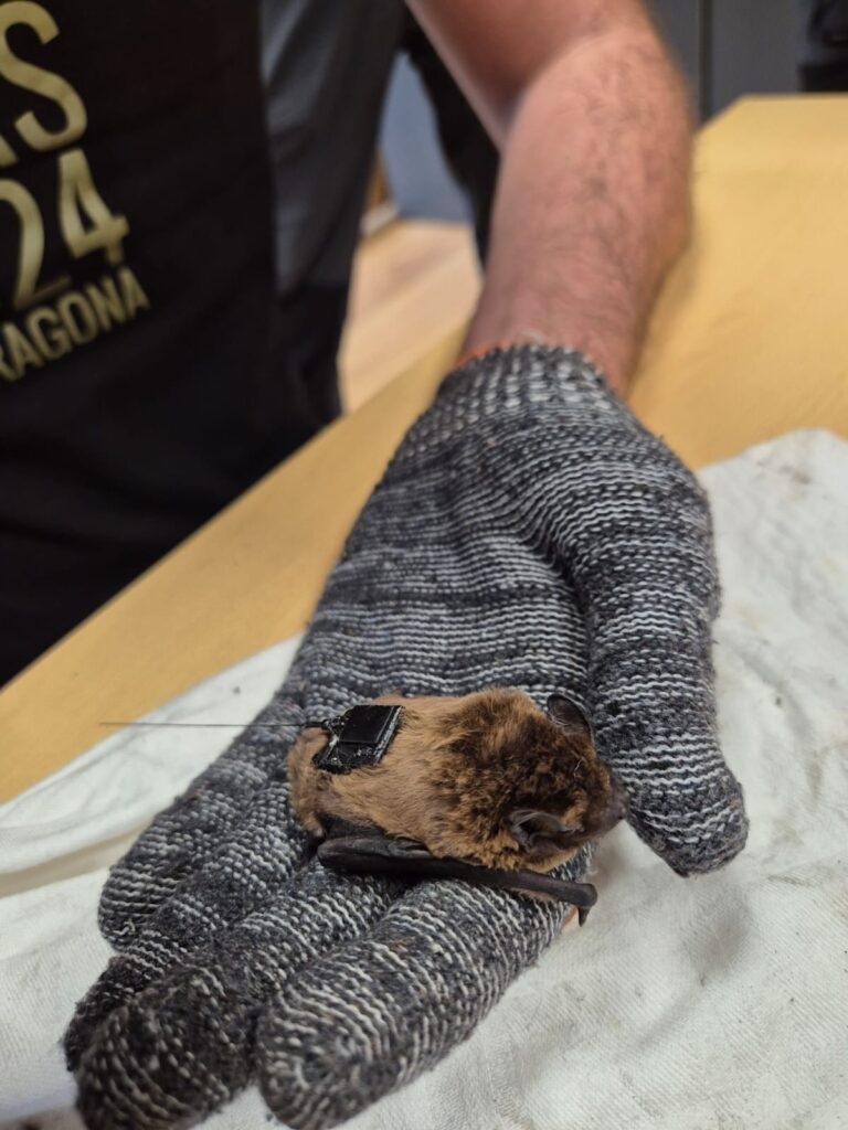 Ecco Ugo, il primo pipistrello italiano tracciato via GPS 1 image 66