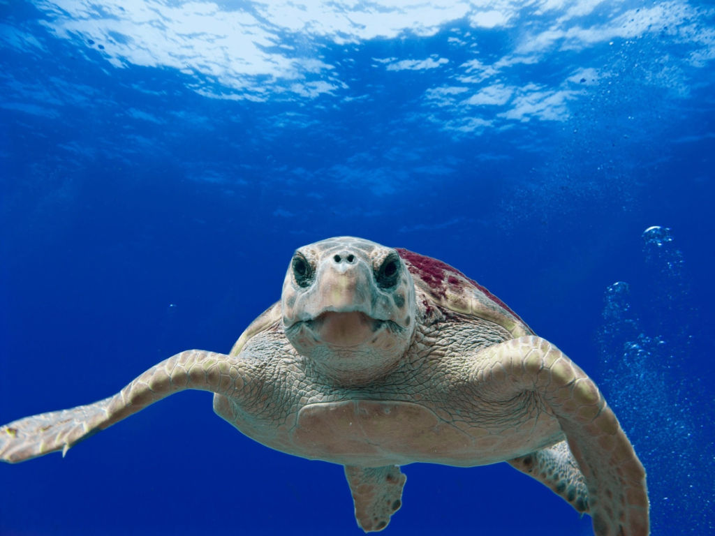 La tartaruga marina Jorge riconquista l'oceano dopo 41 anni di cattività, grazie alle firme 2 una tartaruga marina