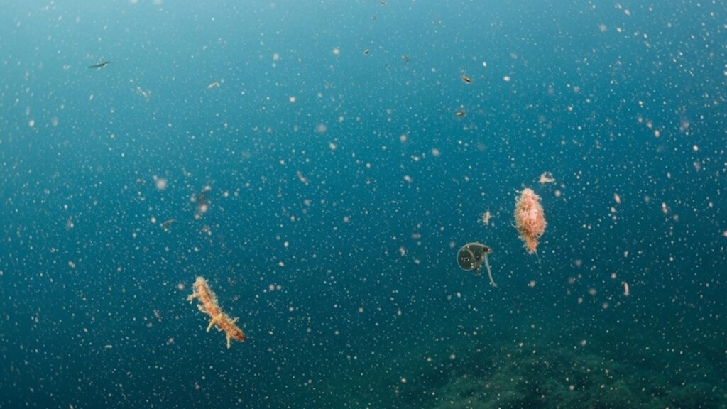 Plastica invisibile: l'inquinamento nascosto in formato "nano" che invade gli oceani 2 microplastica oceani fondale