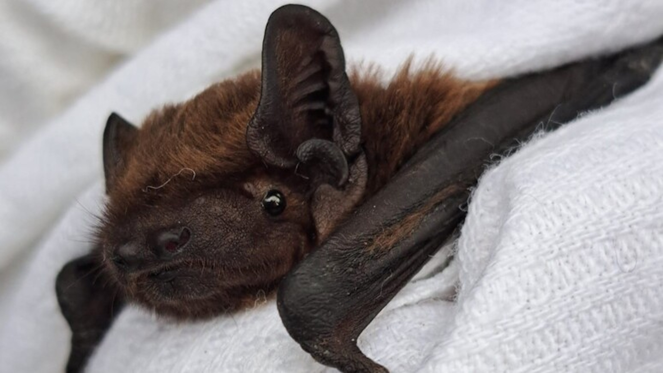 Un pipistrello da vicino
