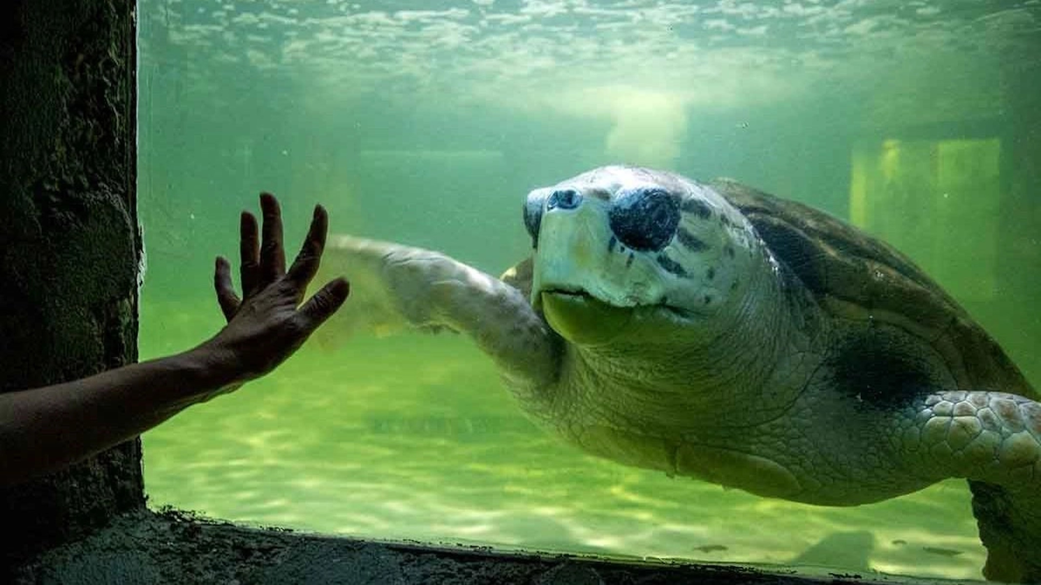 tartaruga george acquario